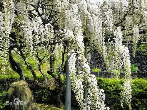 司藤是藤类植物精那么具体是什么品种呢