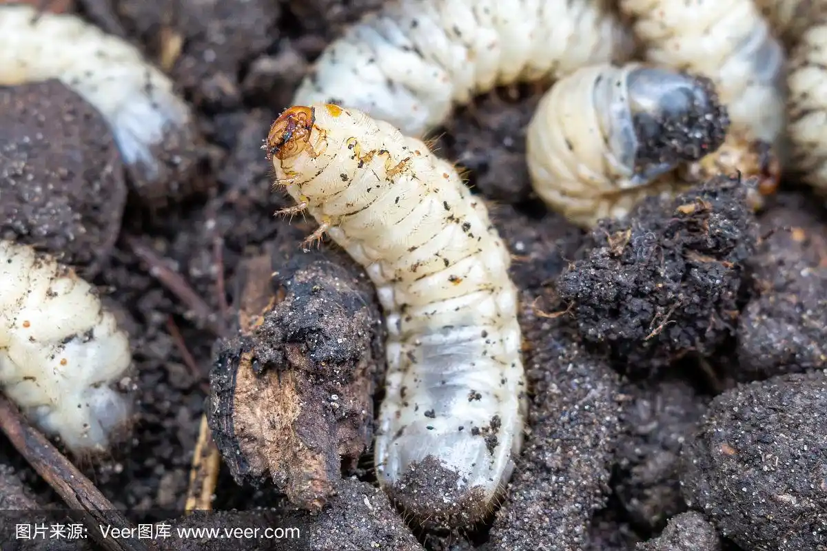 蠕虫,白色,幼虫,选择对焦,特写