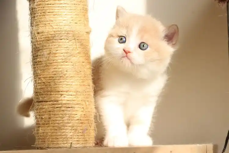 热销英短乳白_已去新家/英国短毛猫/乳白双色公 英短猫弟弟幼猫活体