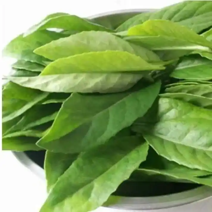 长寿菜,也叫明月草是神奇的保健蔬菜,其茎叶中含有大量的藻胶 - 抖音