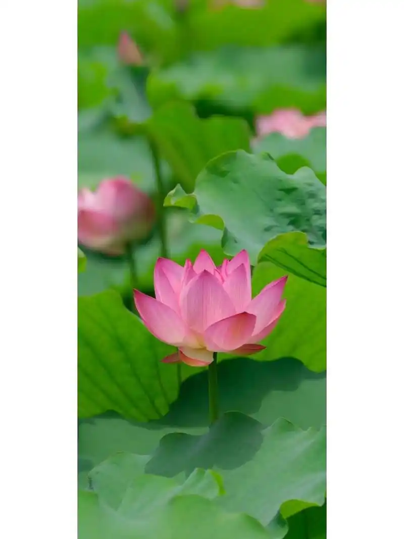 超美的莲花荷花壁纸护眼背景图锁屏壁纸手机