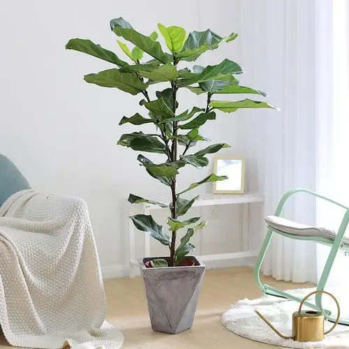 植物盆栽琴叶榕老桩室内绿植大型客厅办公室大盆大型绿植