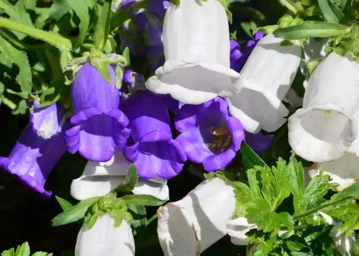 紫色风铃花的寓意是什么(紫色风铃的含义)-第4张图片