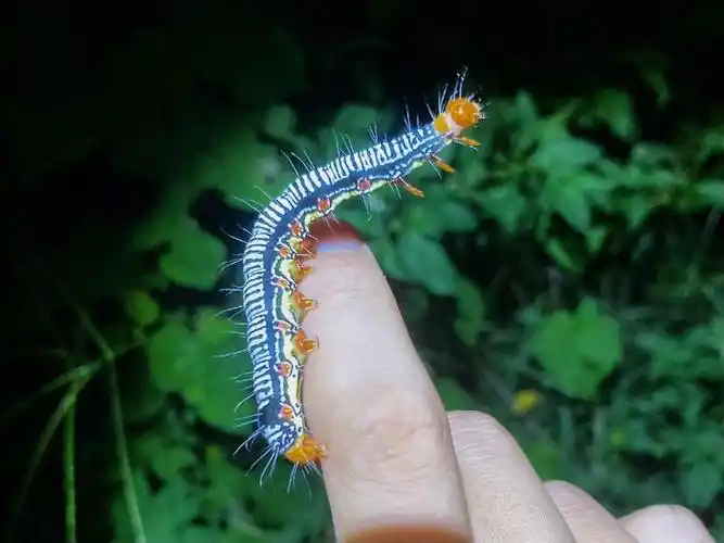 苎麻夜蛾arcte coerula__财经头条