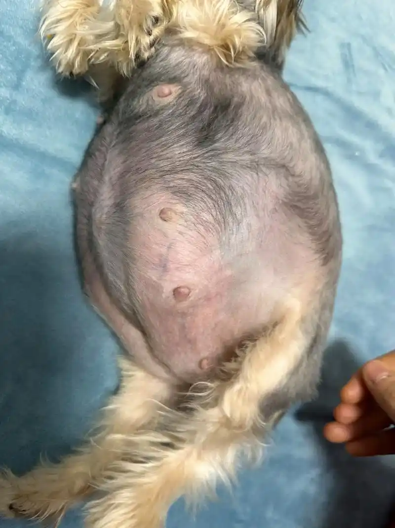 希望一切顺顺利利#约克夏 #狗狗怀孕 #狗狗生产记 #狗狗 - 抖音