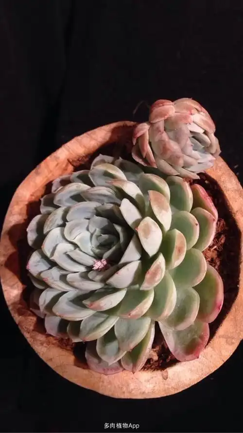 单头～四十头整桩冰梅专场(打包,批发有优惠)