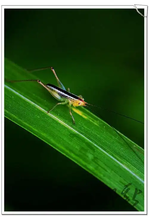 直翅目-蟋螽科-杆蟋螽