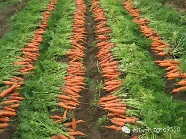 热点创客思维发明胡萝卜点播机1天的点播量相当于380多个劳动力