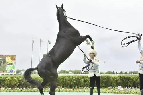 汗血马又称天马,大宛马,四肢修长,步伐轻盈,性情暴烈,是土库曼斯坦的