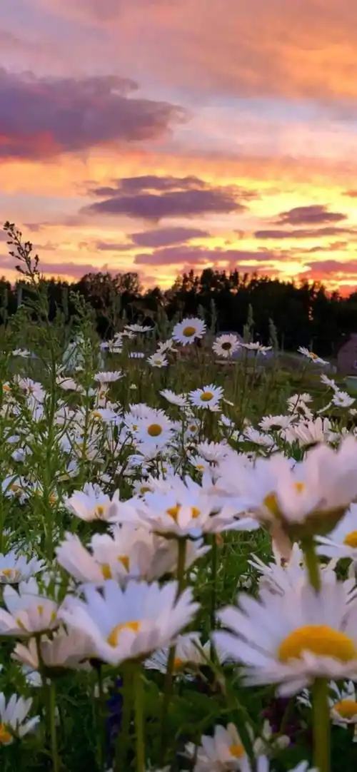 壁纸| 简约又耐看的ins风手机壁纸