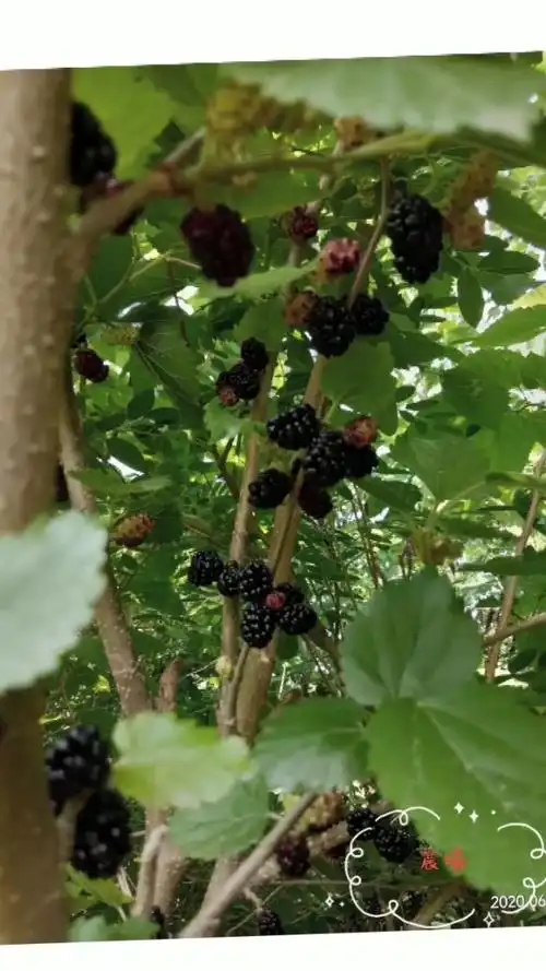 采摘纯野生桑葚