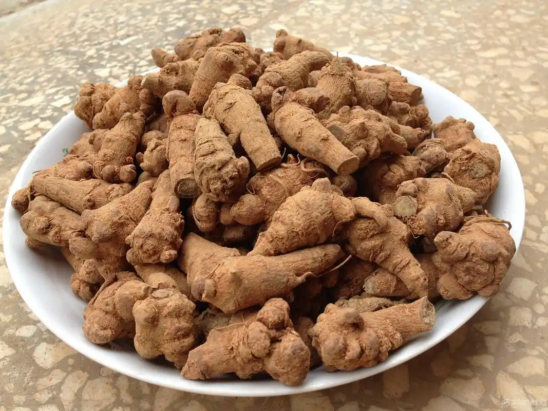 井冈仙草:夏日"三七"