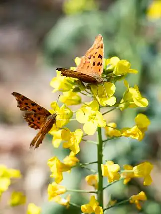 两只 i>蝴 /i> i>蝶 /i>飞在油菜花上采蜜春天花开清明摄影