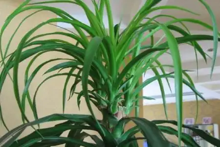 龙雪兰的养殖方法和注意事项