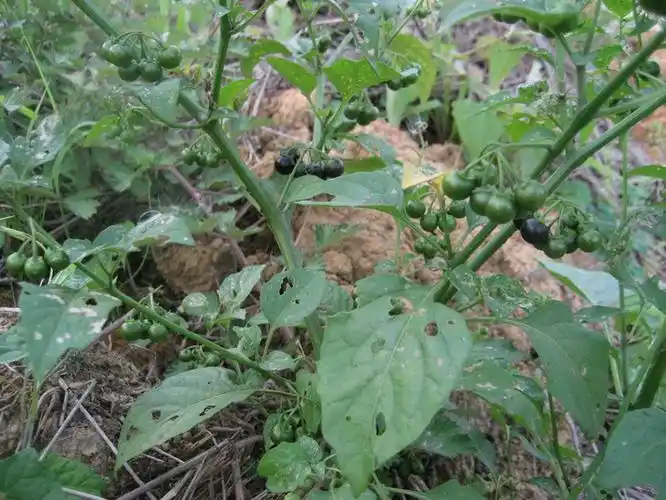 龙葵是什么样的植物(龙葵草图片及功效) - 胖萌舍宠物网