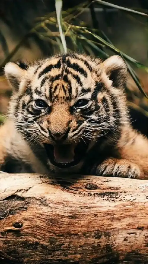 虎年小老虎高清手机壁纸!