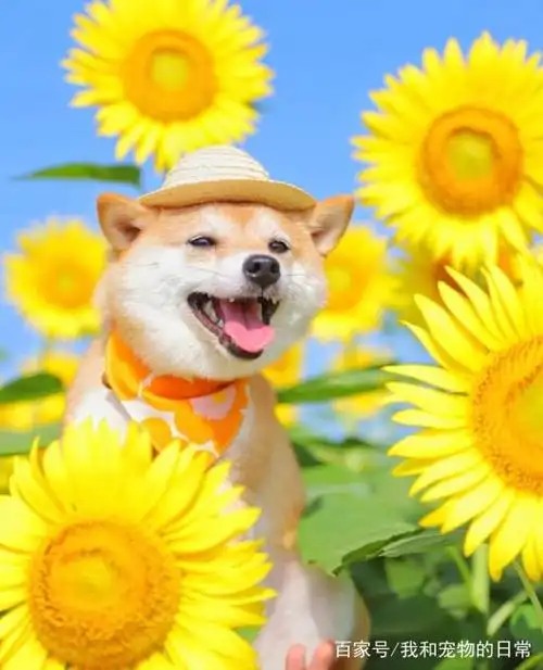 柴犬永远都是笑哈哈的样子,萌死啦!