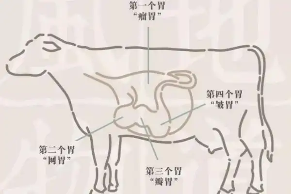 通常被称为"真胃",是牛的第四个胃,也是唯一具有消化腺体