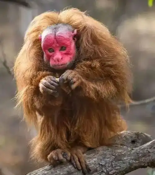 在自然界中20种长相超级怪异的罕见动物