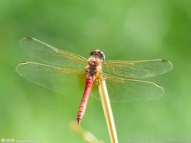 蜻蜓摄影图__昆虫_生物世界_摄影图库_昵图网nipic.com