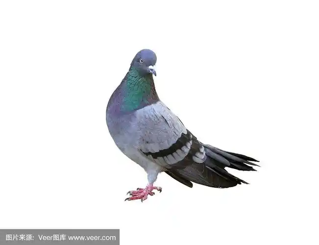 一只灰鸽子孤立在白鸽上