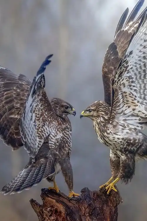 两只猎鹰跳舞,翅膀打开 640x1136 iphone 5/5s/5c/se 壁纸,图片,背景,