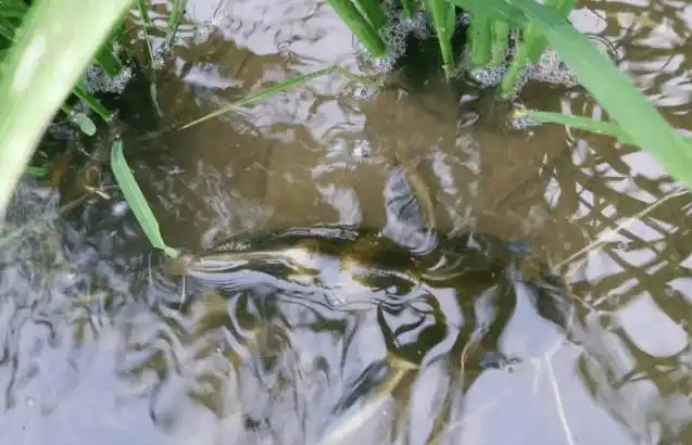 它在水稻田里养了安丁鱼,这种鱼可以作为观赏鱼,也可以食用,但农民不