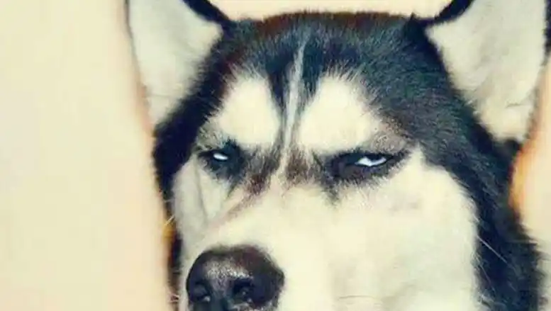 午餐己备好,只等二哈来吃,邻居却说狗子己经"下了锅"