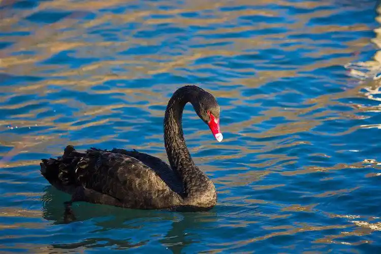 腾格里沙漠天鹅湖