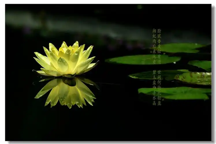 2011 2010 发布日期:2013年7月16日 浏览:4219评论:2点赞:2 tag:莲花