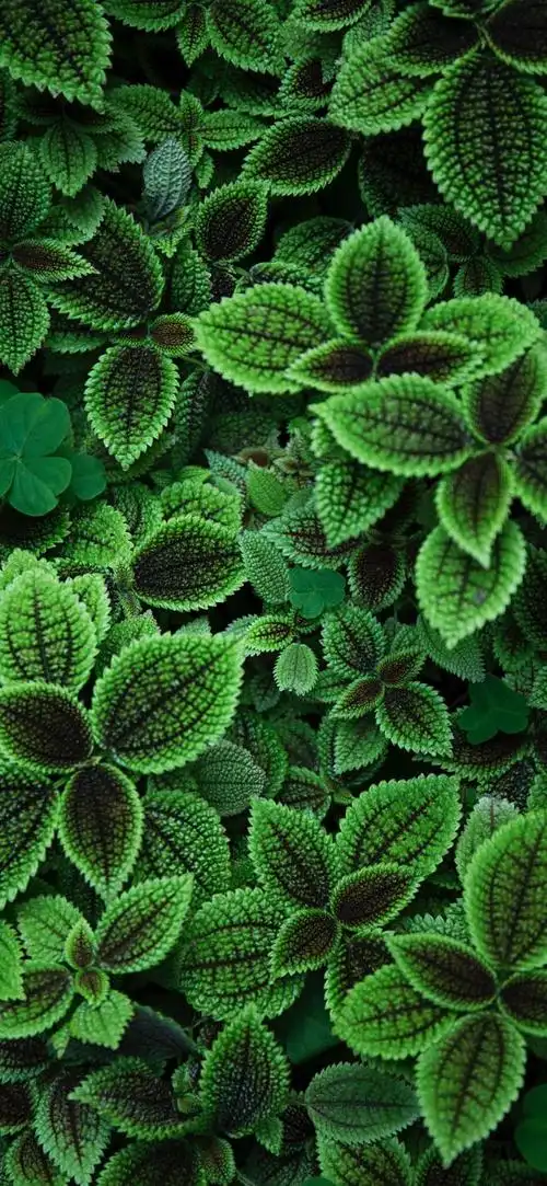 高清纯绿色护眼壁纸全屏(高清绿色护眼壁纸)(50)