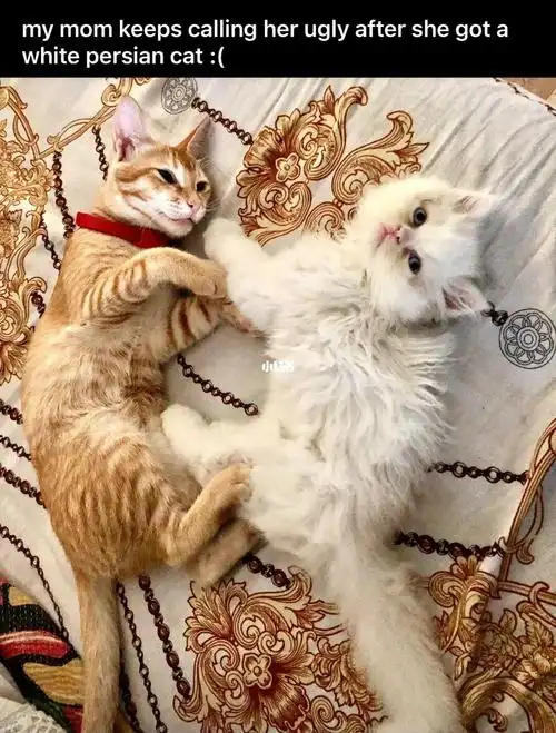 妈妈在得到一个波斯猫以后一直说橘猫丑