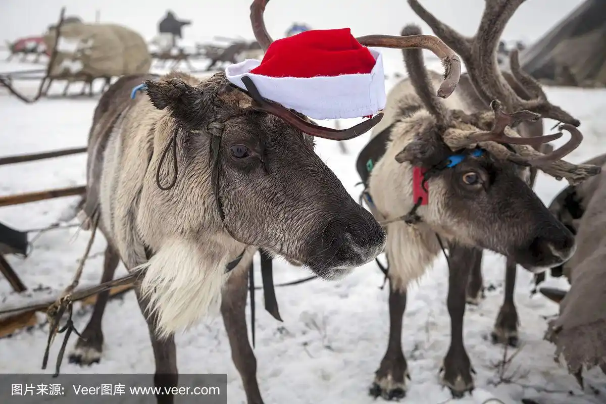 圣诞的驯鹿,小鹿头上戴着红帽子