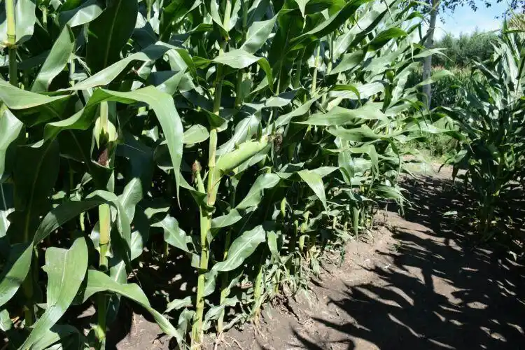 (矮密早)矮杆,密植,早熟,机收玉米新品种通玉1101.