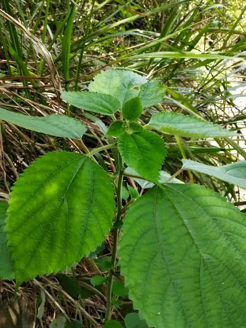 江西九岭山国家级自然保护区苎麻