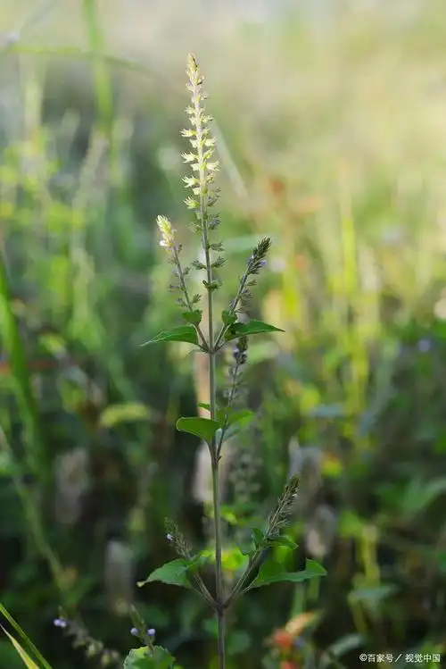 香薷:清新芳香,室内养护的好伴侣