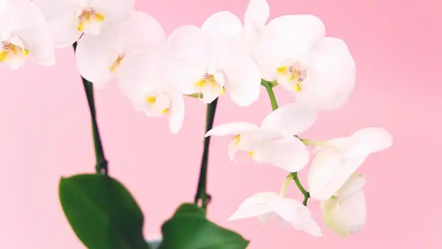 少女心壁纸【19】(小清新静态壁纸) - 静态壁纸下载 - 元气壁纸