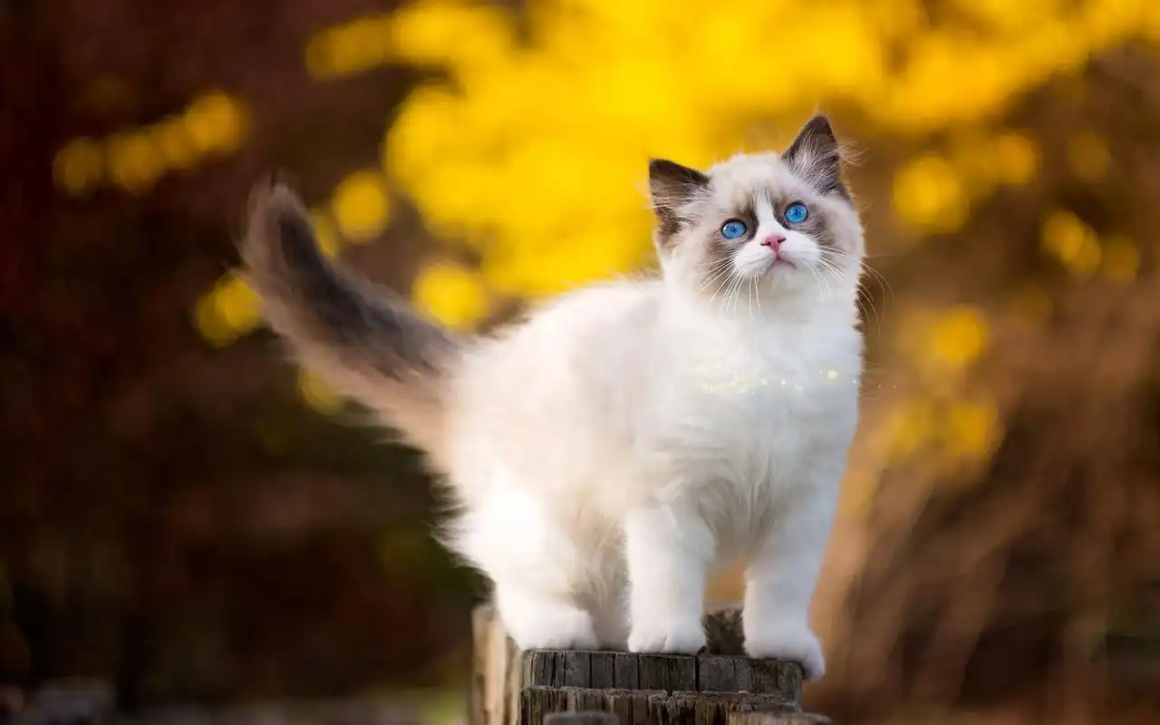 可爱大眼宠物猫高清电脑桌面壁纸大全