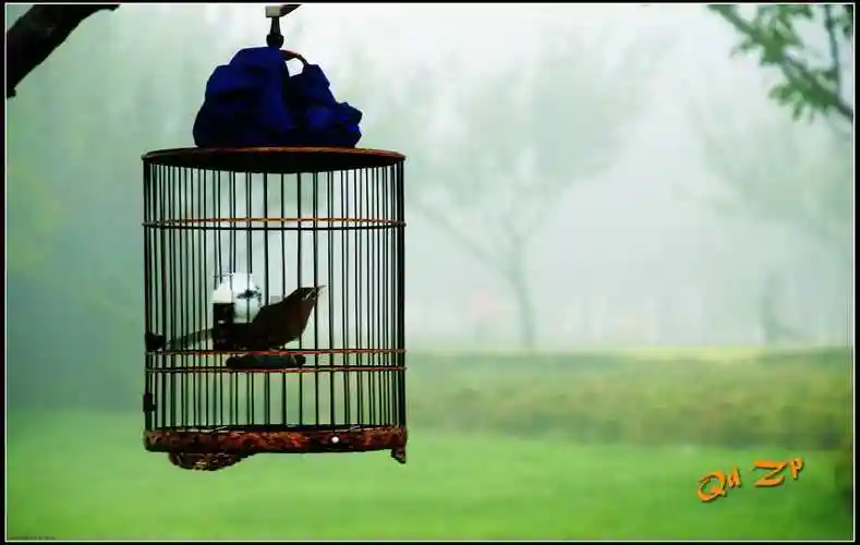 笼中鸟