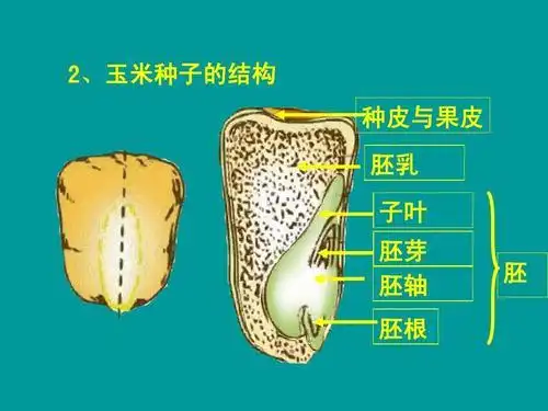 禾谷类作物种子的种皮常和果皮愈合在一起,共同起着保护胚和胚乳的