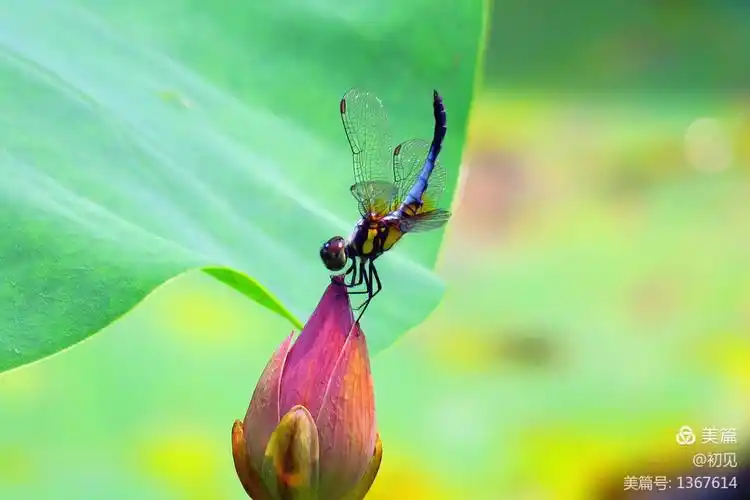 西子湖边水正肥,鸳鸯双浴湿红衣.蜻蜓立在荷花上,受用香风不肯飞.