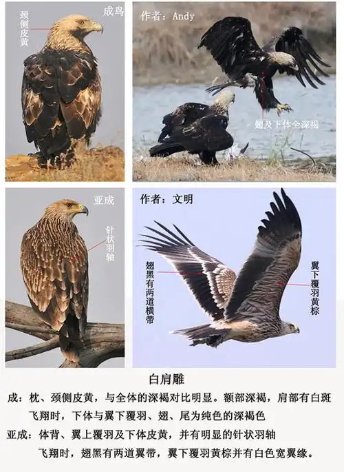 棕色型猛禽——金雕,白肩雕 ,草原雕
