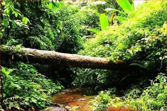 中国三大热带雨林