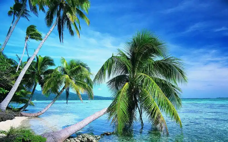 风景壁纸,风景,高清,大海,椰树,海边,椰子树,壁纸,1920x1200