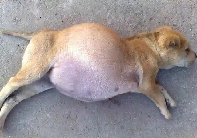 狗狗|肚子|主人_新浪新闻