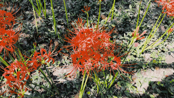 彼岸花开开彼岸 花开叶落永不见