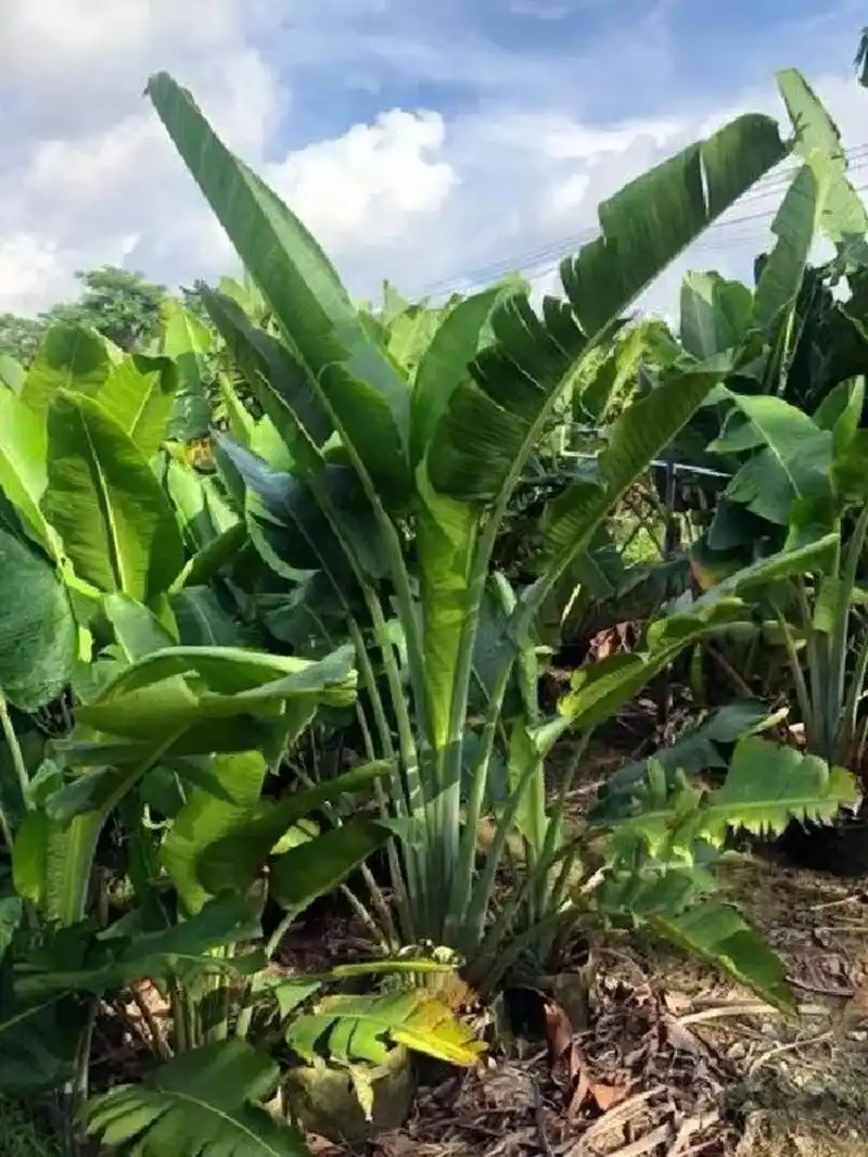 天堂鸟和旅人蕉的区别  04你知道吗?