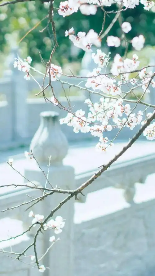 在城市一角的樱花,高清图片,手机壁纸