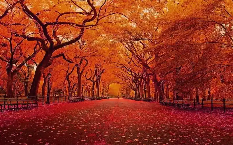 秋日落叶桌面壁纸