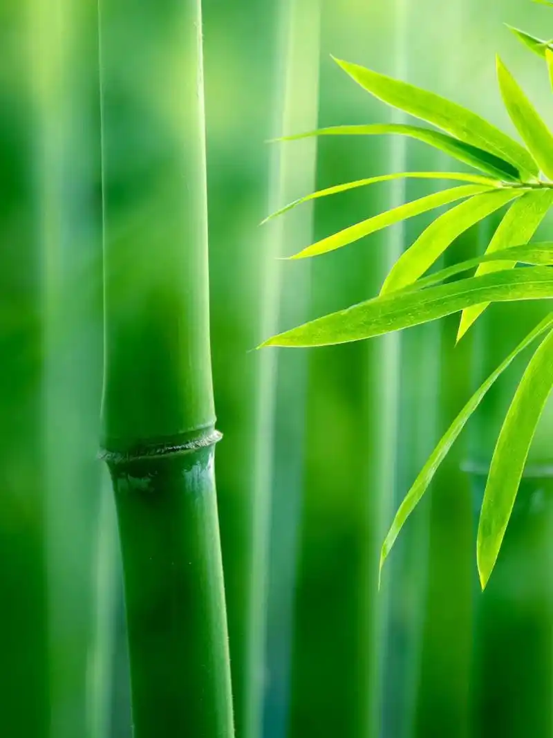 一组竹子壁纸 静静地生长 直到 成为想要的模样